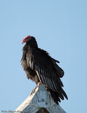 Truthahngeier (12 von 14).jpg